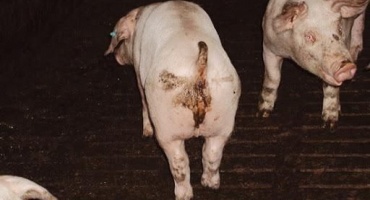 Původce a příznaky úplavice u prasat, způsoby léčby a prevence